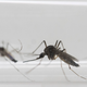 Aedes aegypti mosquitos sit inside a glass tube at the Fiocruz institute where they have been screening for mosquitos naturally infected with the Zika virus in Rio de Janeiro, Brazil. (Image: Felipe Dana/Associated Press)